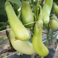 Купить Баклажан Зелененький