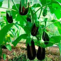 Купить Баклажан Жизель