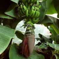 купить Банановая пальма Пигмей