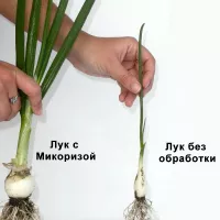 Купить Биомикориза