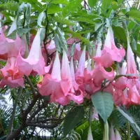 купить Бругмансия Аромагия розовая