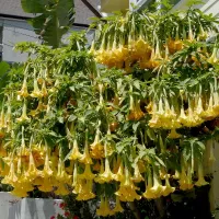 купить Бругмансия Аромагия желтая