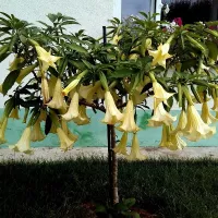 купить Бругмансия Аромагия желтая