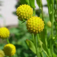 Купить Цефалофора земляничная трава