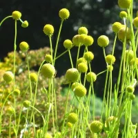 Купить Цефалофора земляничная трава