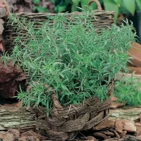 Купить семена Чабер Ароматный