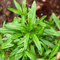 Купить семена Чабер Ароматный