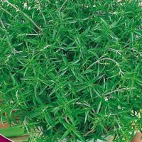 Купить семена Чабрец Сила духа