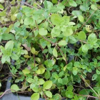 Купить семена Чабрец Сила духа