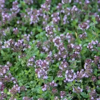 Купить Тимьян Чабрец ползучий