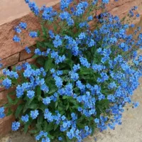 Купить семена Чернокорень Лекарственный