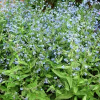 Купить семена Чернокорень Лекарственный