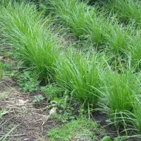 Купить Чуфа