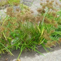 Купить Чуфа