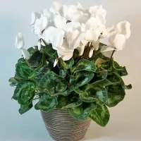 купить Цикламен Белая сказка