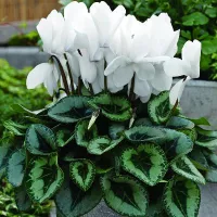 купить Цикламен Белая сказка