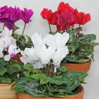 купить Цикламен Королевский