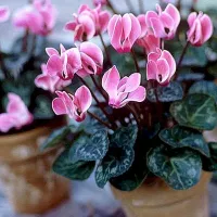 купить Цикламен Королевский