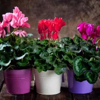 Купить Цикламен персидский гигантская смесь