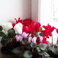 Купить Цикламен персидский гигантская смесь