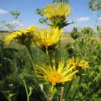 Купить семена Девясил Много сил