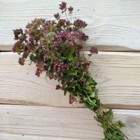 Купить семена Душица Душистый пучок