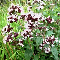 Купить семена Душица Душистый пучок