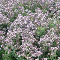 Купить семена Душица Медовый аромат