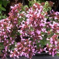 Купить семена Душица Медовый аромат