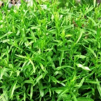 Купить семена Эстрагон Гудвин