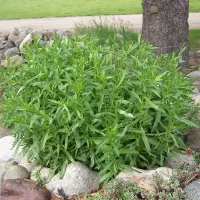 Купить семена Эстрагон Гудвин