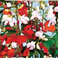 Купить Фасоль вьющаяся декоративная огненно-красная Победитель