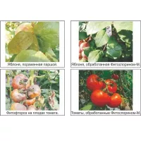 Купить Фитоспорин М для рассады 10 г био фунгицидКупить Фитоспорин М для рассады 10 г био фунгицид