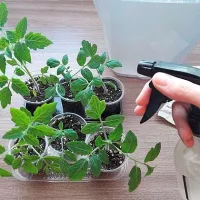 Купить Фитоспорин М для рассады 10 г био фунгицид