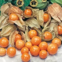 Купить семена Физалис Оранжевая россыпь