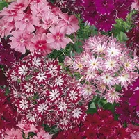 Купить Флокс Созвездие смесь