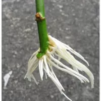 Купить Гетероауксин