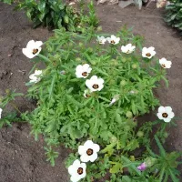 Купить семена Гибискус Китайский доктор