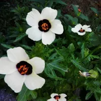 Купить семена Гибискус Китайский доктор