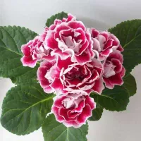 купить махровая Глоксиния Брокэйд Смесь