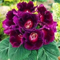 купить Глоксинию махровую Брокэйд Фиолетовая