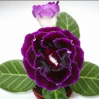 купить Глоксинию махровую Брокэйд Фиолетовая