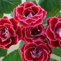 купить Глоксинию махровую Брокэйд Красная