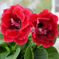 купить Глоксинию махровую Брокэйд Красная