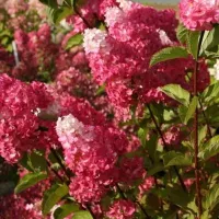 Купить Гортензия метельчатая Фрайз Мелба