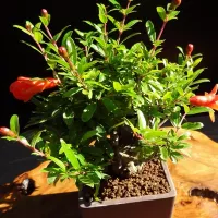 купить Гранат Оранжевый мастер