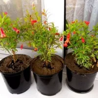 купить Гранат Оранжевый мастер