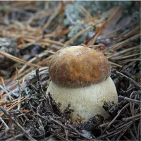 Купить мицелий Грибов Белых