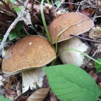 Купить мицелий Грибов Белых