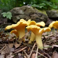 Купить Грибы Лисичка мицелий